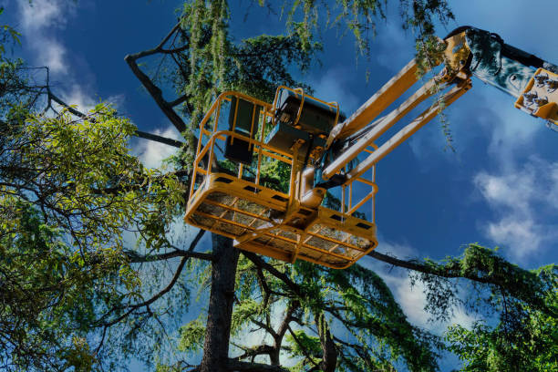 Best Tree Risk Assessment  in Key Biscayne, FL